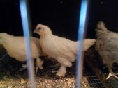 Продам подрощенные цыплята БРОЙЛЕРА КОББ-500, Шелковый Абориген из под клуши, домашние цыплята Ужур